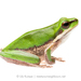 Litoria fallax - Photo (c) Lily Kumpe, todos los derechos reservados, uploaded by Lily Kumpe