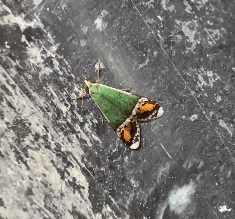 Macronema hageni