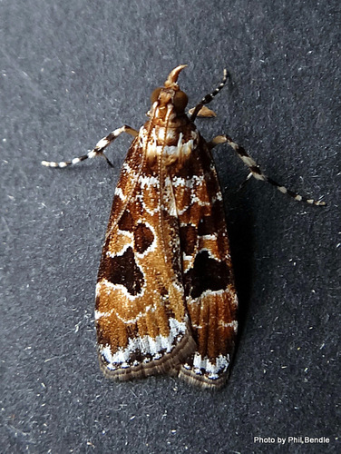 Scoparia ustimacula Felder