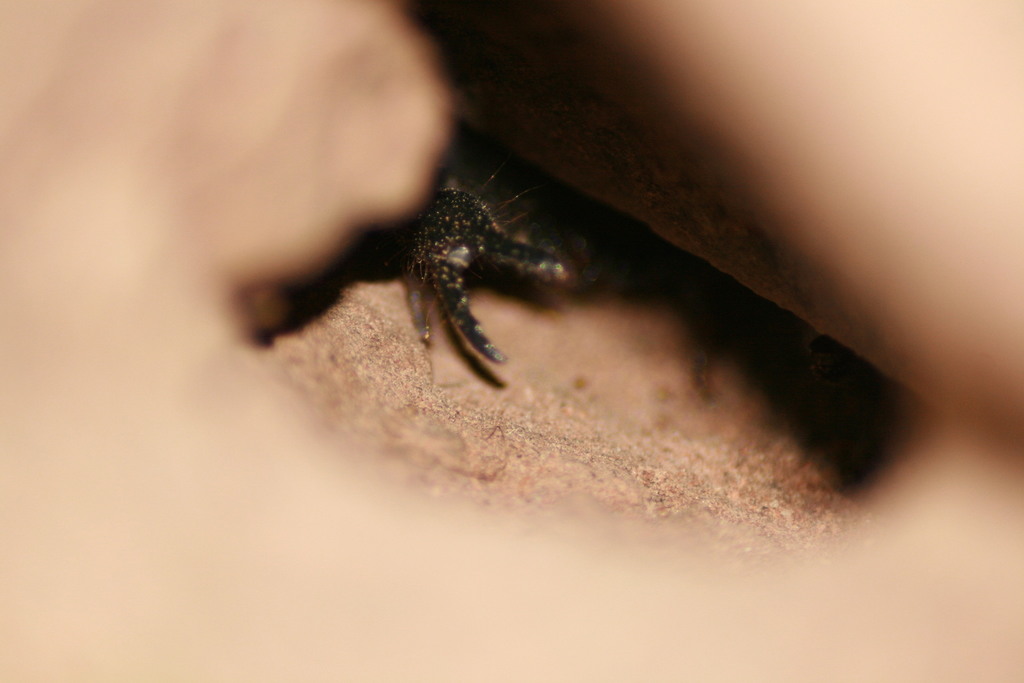 Scorpionoidea from Munali, Lusaka, Sambia on April 14, 2008 at 05:54 AM ...