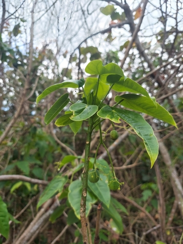 Jatropha hernandiifolia Vent.
