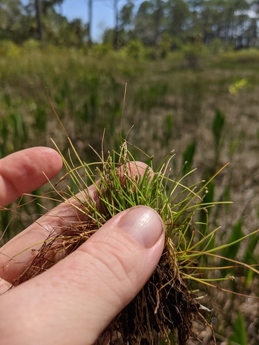Eleocharis flavescens var. flavescens