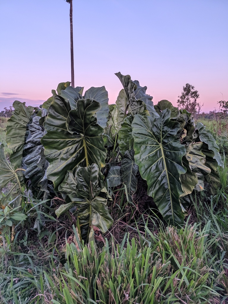 Philodendron maximum  iNaturalist