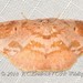 Chrysocraspeda plumbeofusa - Photo (c) Roger C. Kendrick, todos los derechos reservados, subido por Roger C. Kendrick