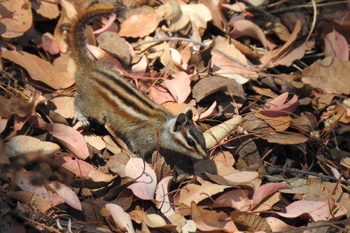 Durango Chipmunk