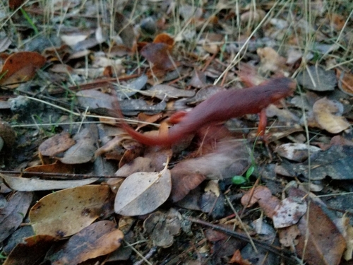 iNaturalist observation photo of Sierra Newt