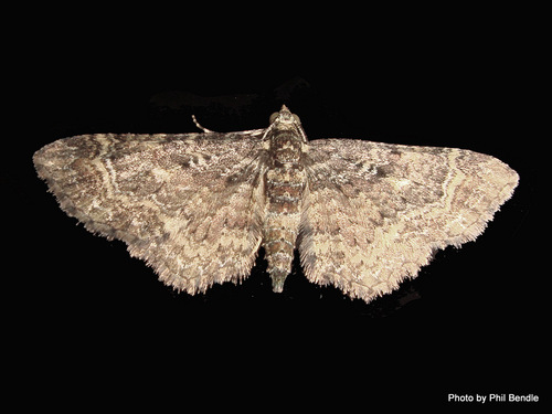 Pasiphila lunata (Philpott, 1912)