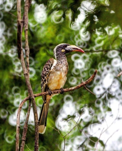 African Gray Hornbill