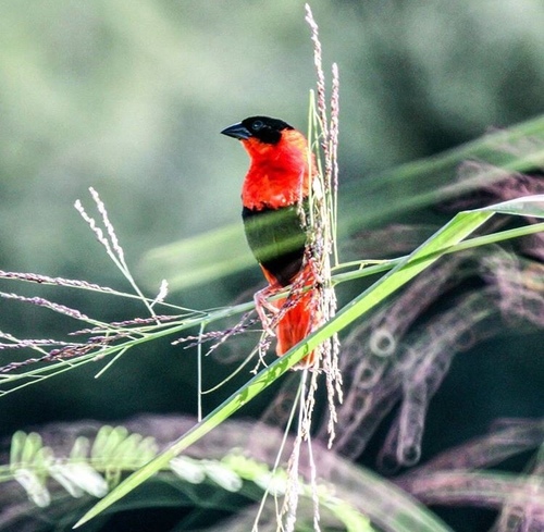 Northern Red Bishop