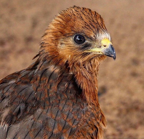 Black Kite