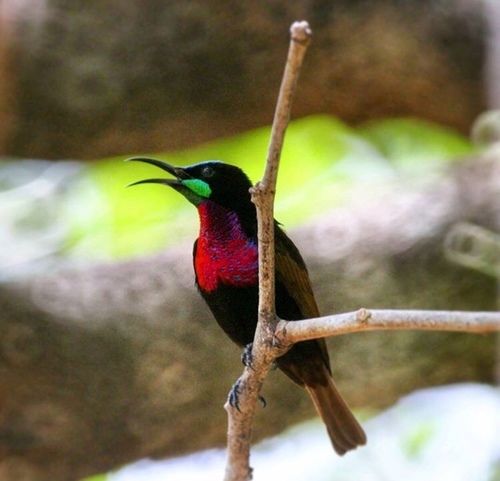 Scarlet-chested Sunbird