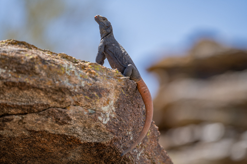 Common Chuckwalla