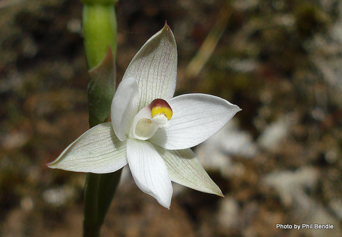 Thelymitra longifolia J.R.Forst. & G.Forst.