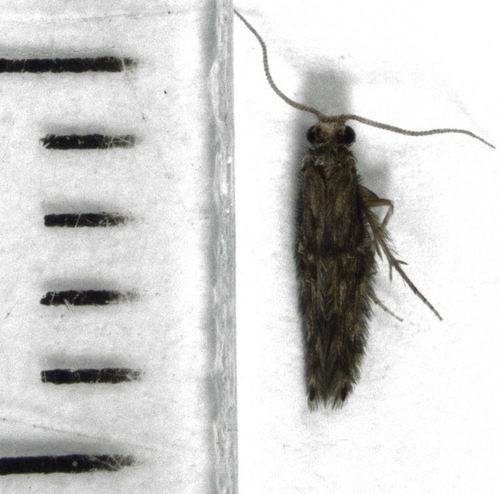 Oxyethira albiceps