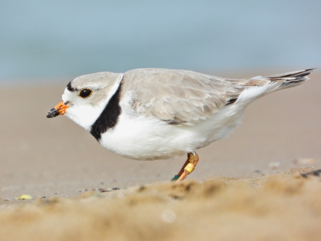 Piping Plover