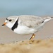Piping Plover - Photo (c) Simon Tolzmann, all rights reserved, uploaded by Simon Tolzmann