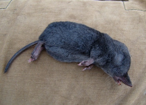 Perijá Small-eared Shrew (Cryptotis perijensis) — Data Deficient Mammalia