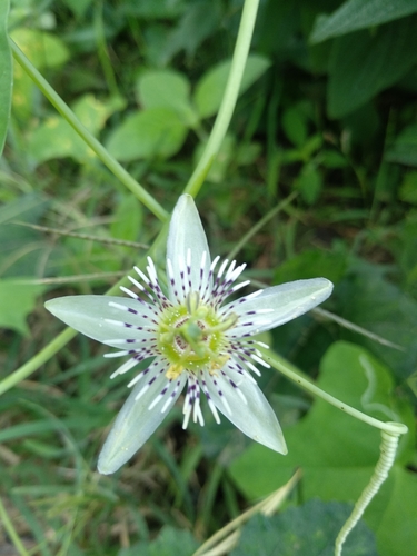 Passiflora gracilis Jacq. ex Link