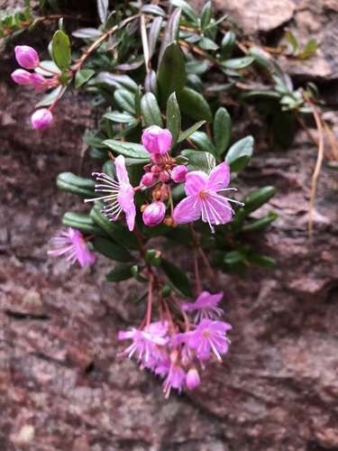 Kalmiopsis fragrans
