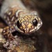 Common Australian Velvet Geckos - Photo (c) stevo1, all rights reserved