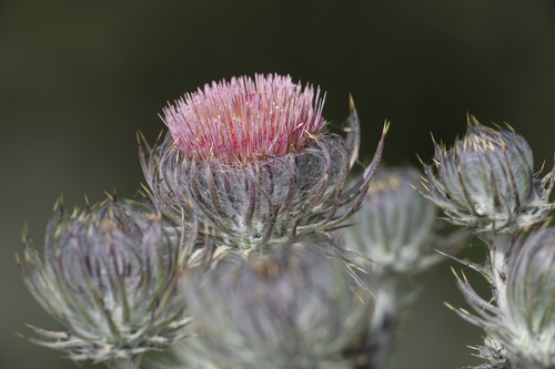 iNaturalist observation photo of Cobwebby Thistle