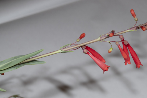 iNaturalist observation photo of scarlet bugler