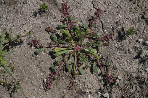 iNaturalist observation photo of common pussypaws