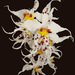 Oncidium cirrhosum - Photo (c) Phil Bendle, todos los derechos reservados, subido por Phil Bendle
