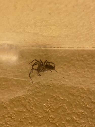 iNaturalist observation photo of Spiders