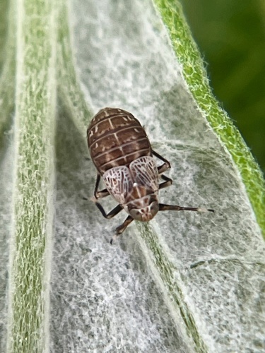 Pissonotus frontalis