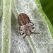 Pissonotus frontalis - Photo (c) S.S., todos los derechos reservados, subido por S.S.
