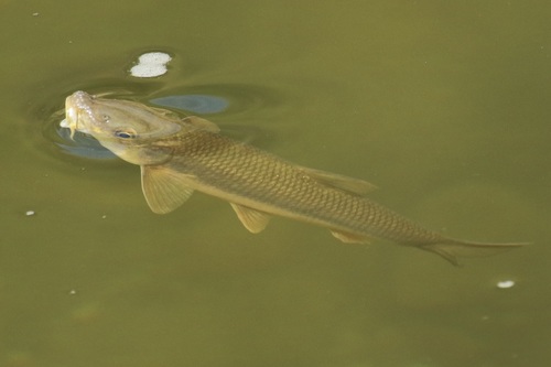 Andalusian Barbel
