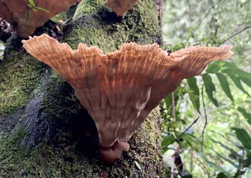 leathery goblet