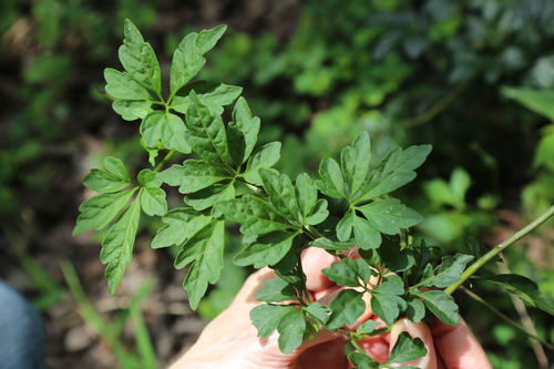 Mikania ternata · NaturaLista Mexico