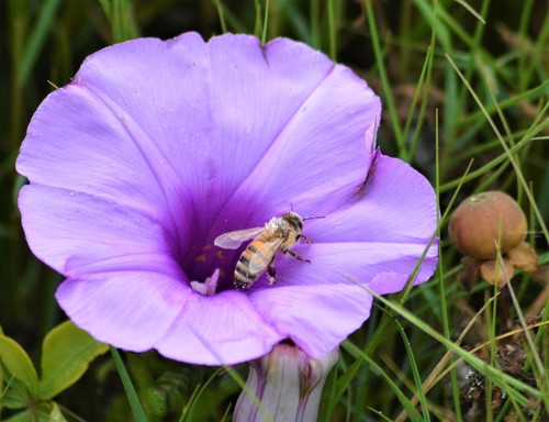 photo of Western Honey Bee (Apis mellifera)