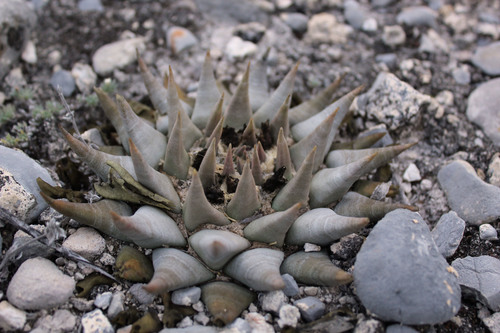 Ariocarpus retusus