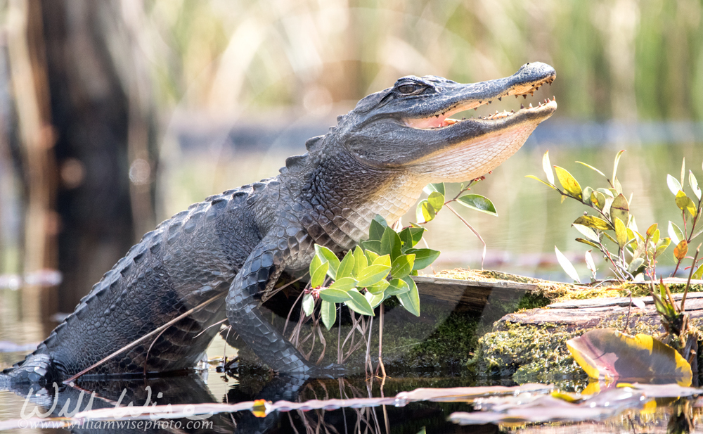 American Alligator gaping mouth in hot sun in Okefenokee Swamp