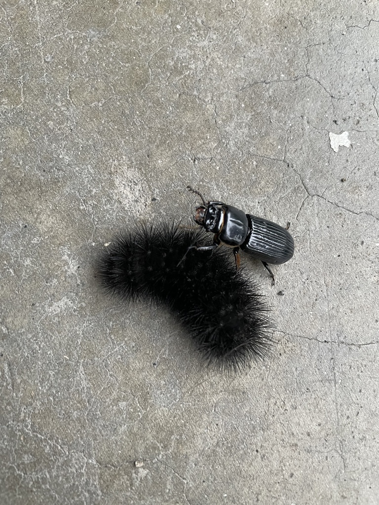 Winged and Oncewinged Insects from Boggs Rd, Forest Hill, MD, US on