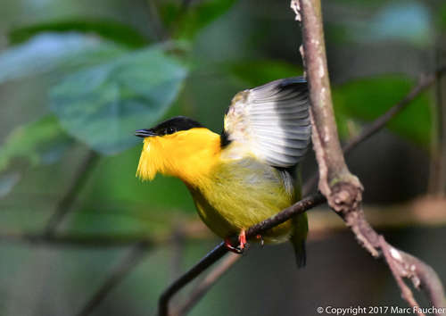 Golden-collared Manakin