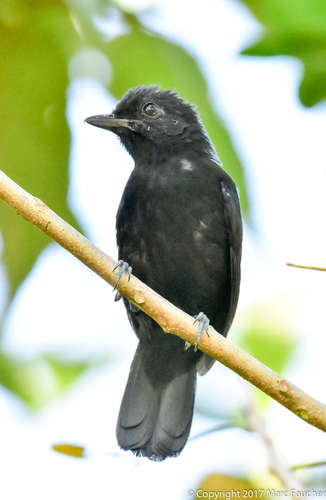 Black Antshrike