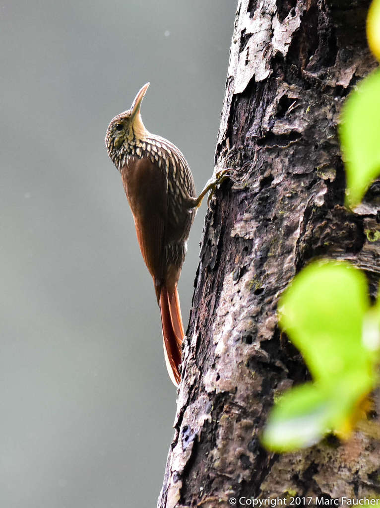 Spot-crowned Woodcreeper photo