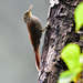 Spot-crowned Woodcreeper - Photo (c) Marc Faucher, all rights reserved, uploaded by Marc Faucher