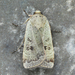 Lesser Yellow Underwing - Photo (c) Michael King, all rights reserved, uploaded by Michael H. King