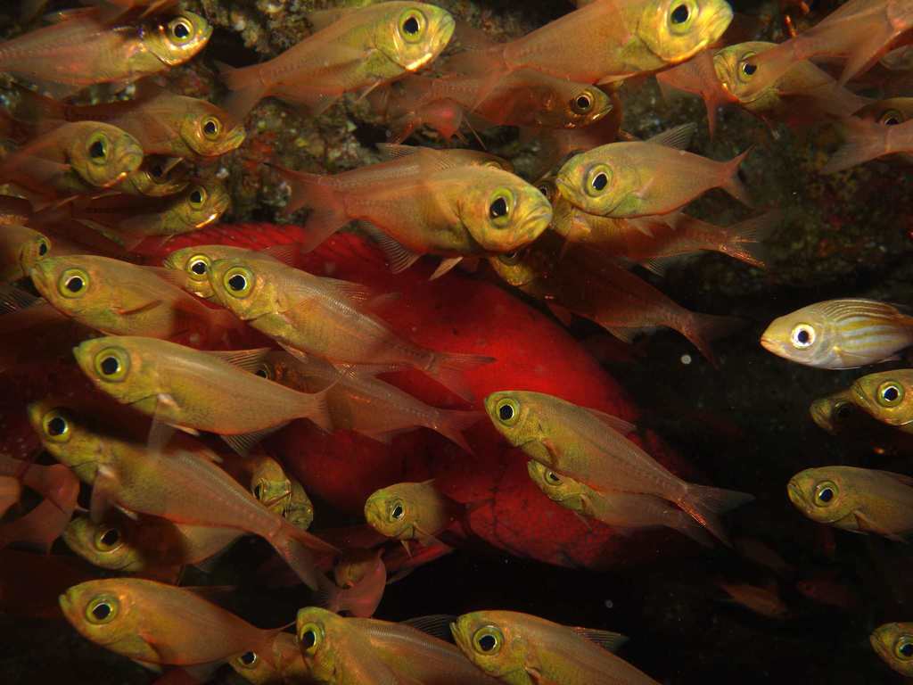 Glassfish