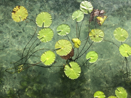 Dotleaf Waterlily