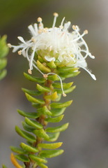 Agathosma eriantha - Photo (c) Nicola van Berkel, todos los derechos reservados, subido por Nicola van Berkel