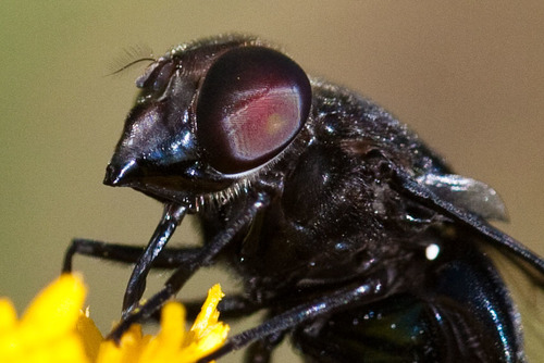 iNaturalist observation photo of Mexican Cactus Fly