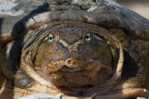 iNaturalist observation photo of Spiny Softshell