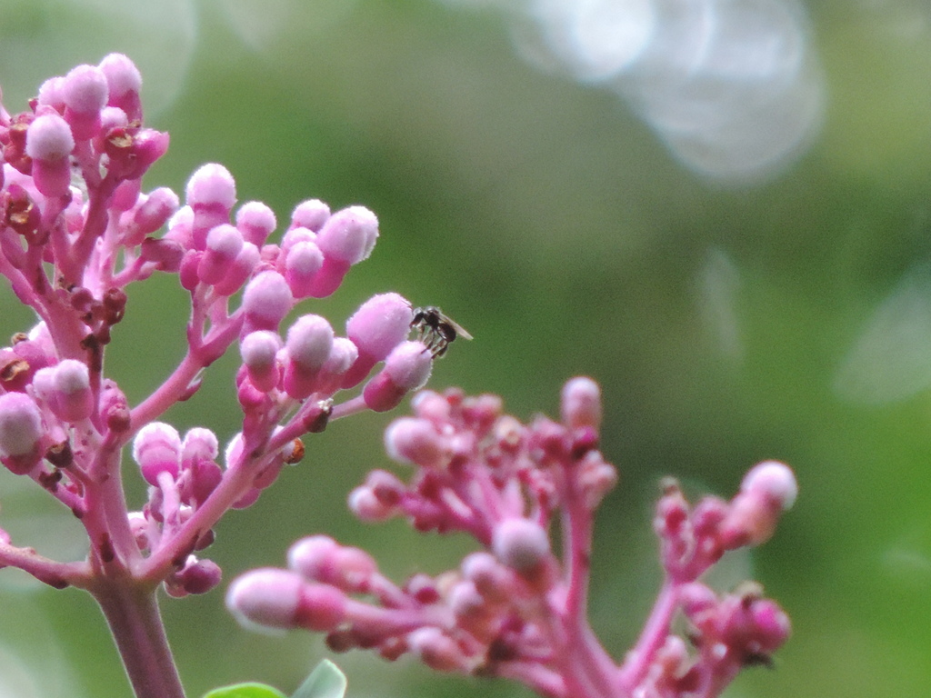 Plebeia from Campus da Universidade Federal do Acre, Rio Branco - AC ...