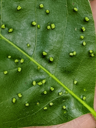 Black Tupelo Gall Mite